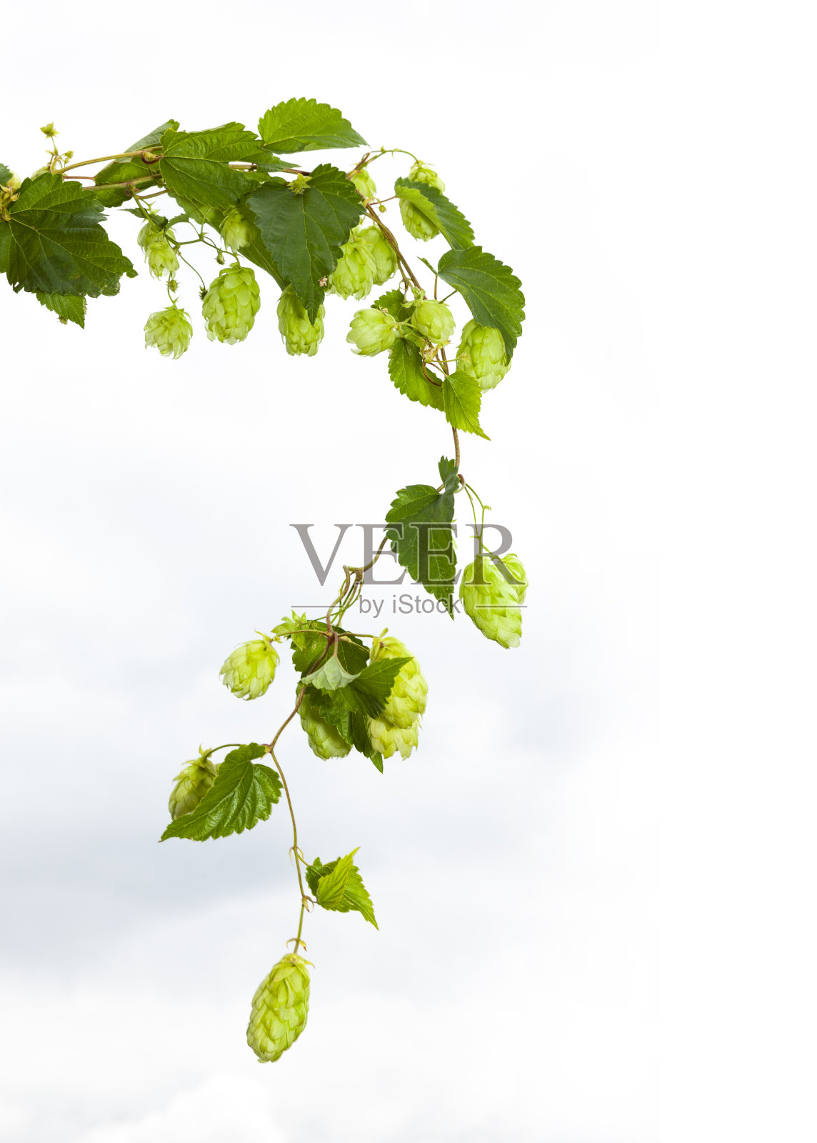 啤酒花卷须在白色的背景照片摄影图片