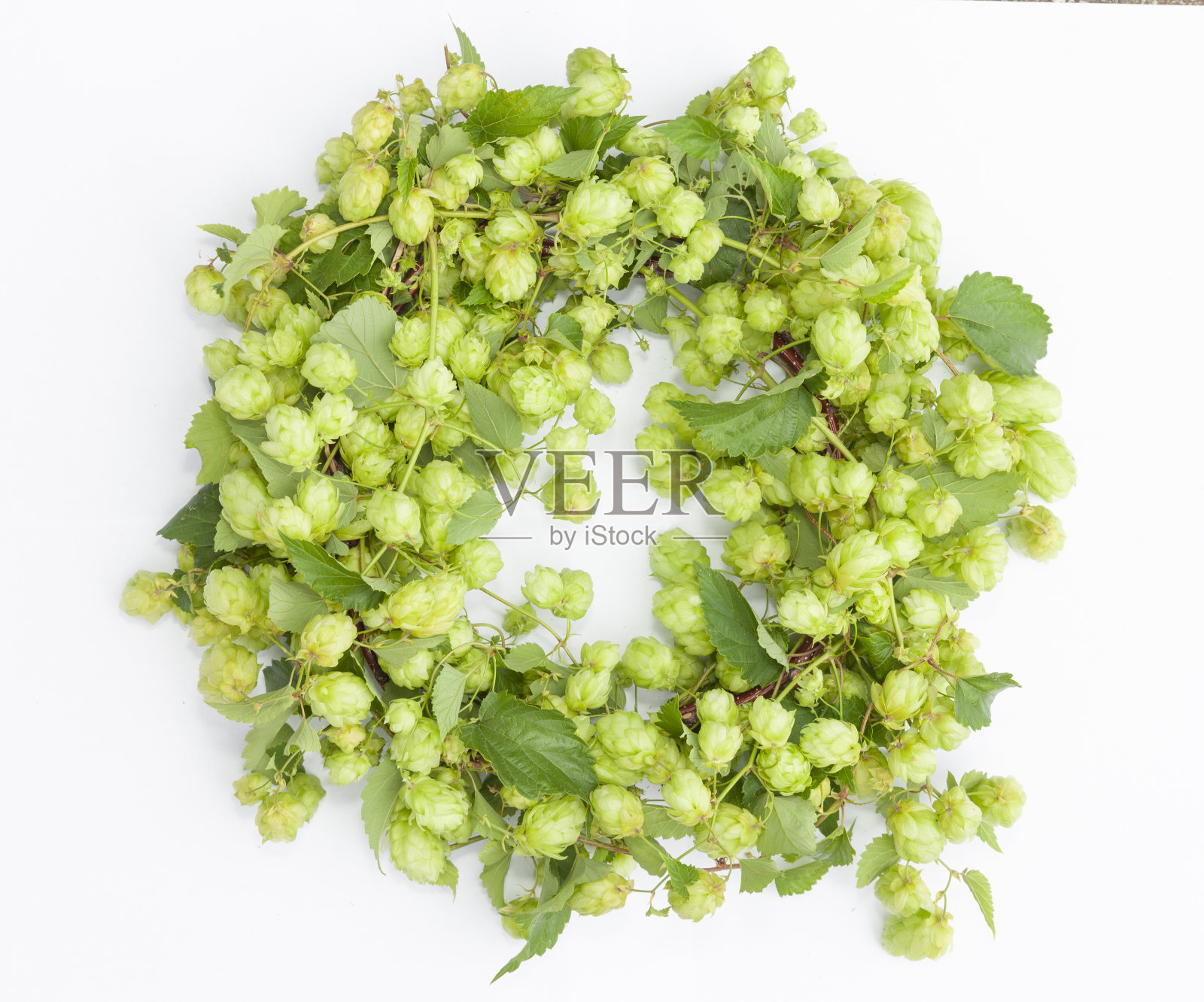 啤酒花卷须花环在白色的背景照片摄影图片