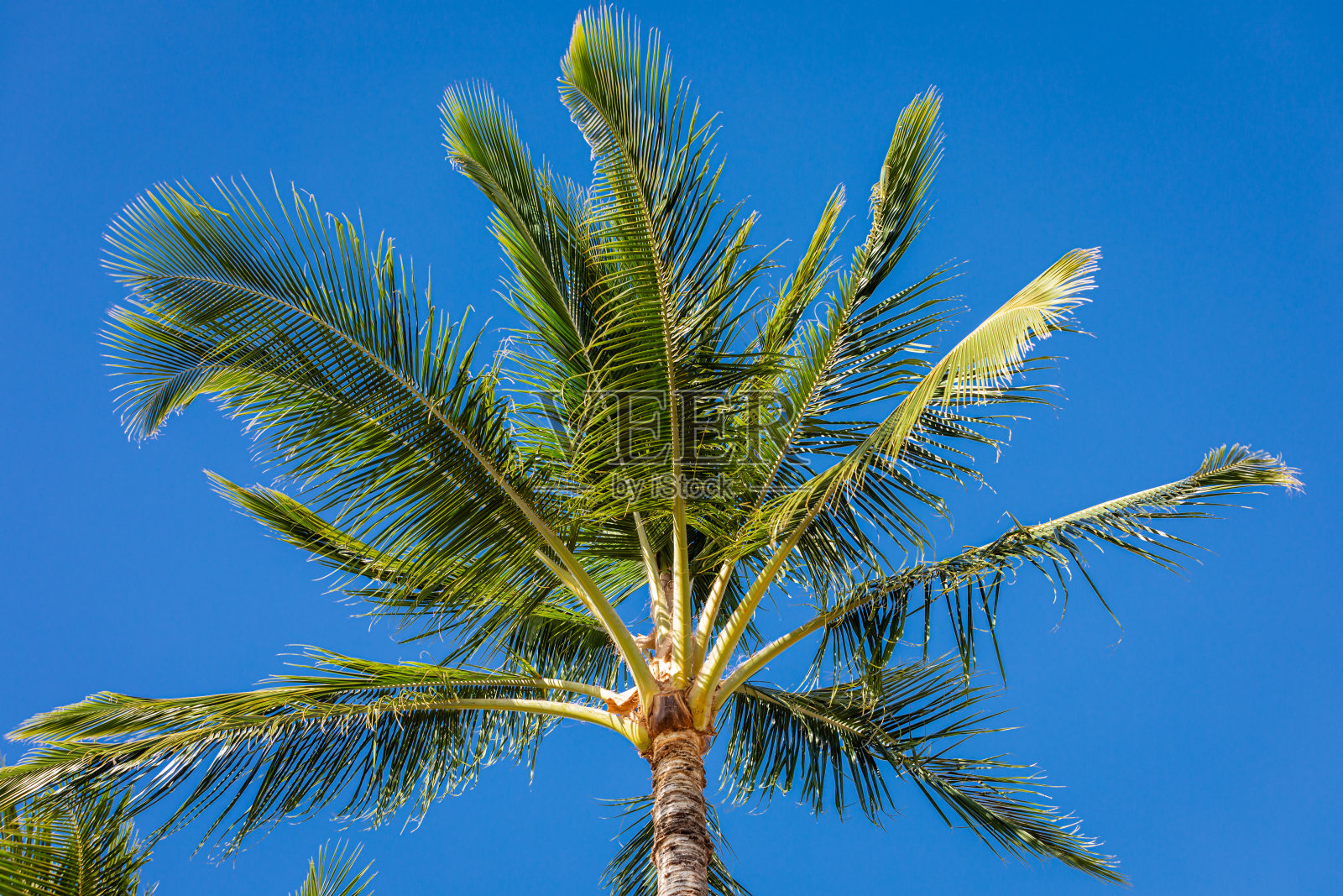 棕枝蓝天照片摄影图片