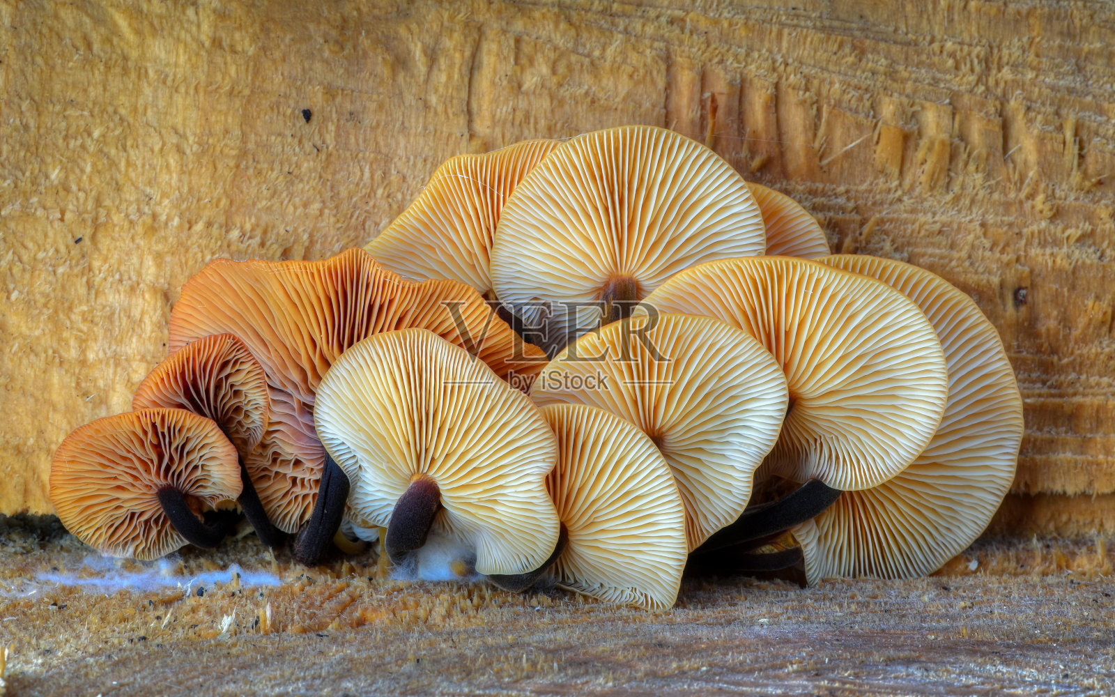 金针菇(金针菇，金针菇服，丝绒柄，Samtfußrübling，冬菇)照片摄影图片