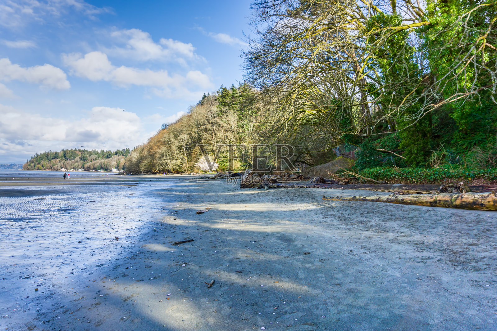 Dash Point公园海岸线照片摄影图片