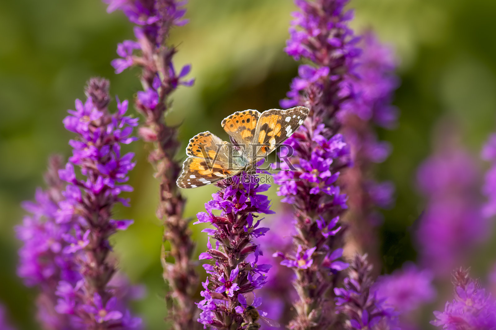 蝴蝶在花照片摄影图片