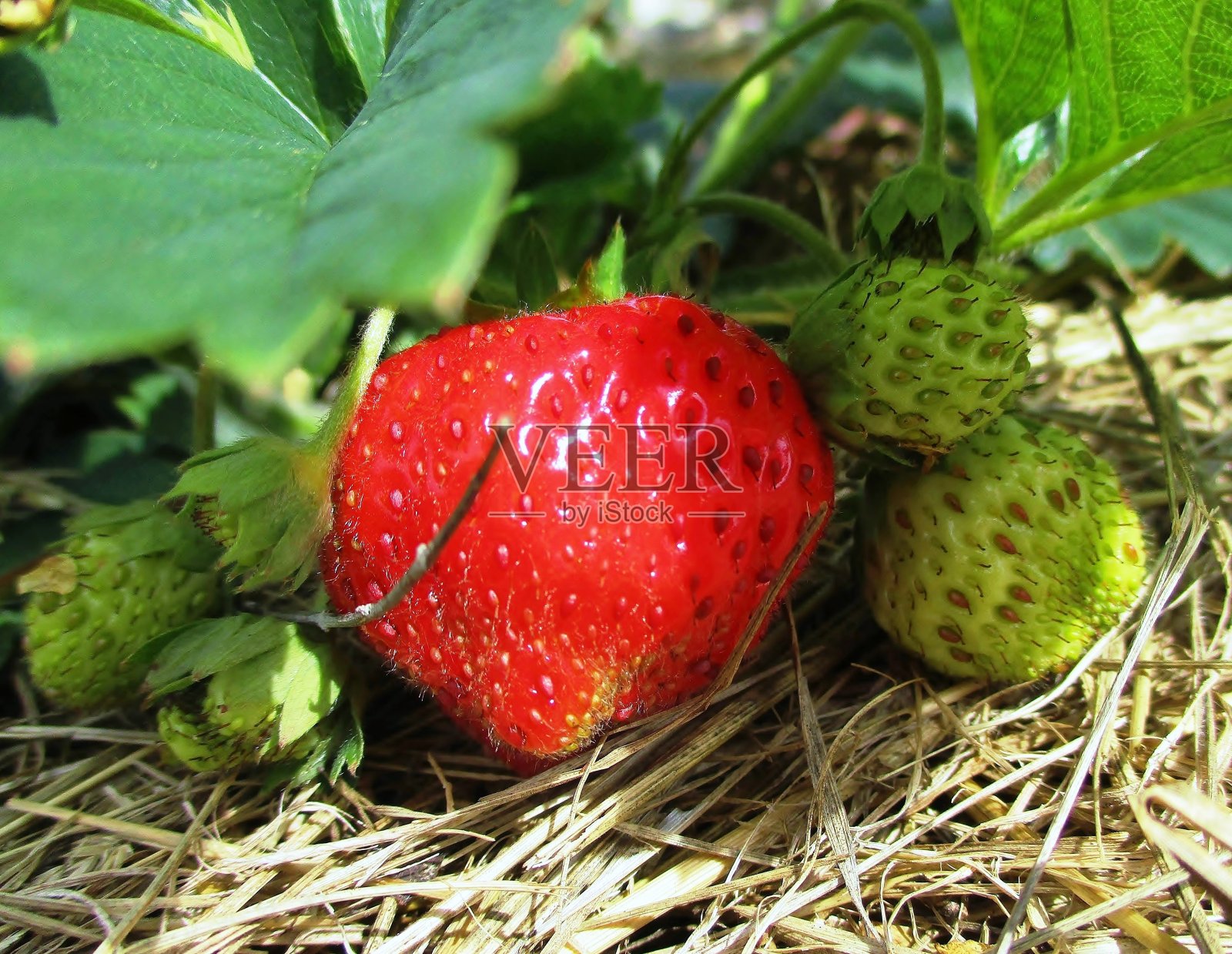 花园里的草莓照片摄影图片