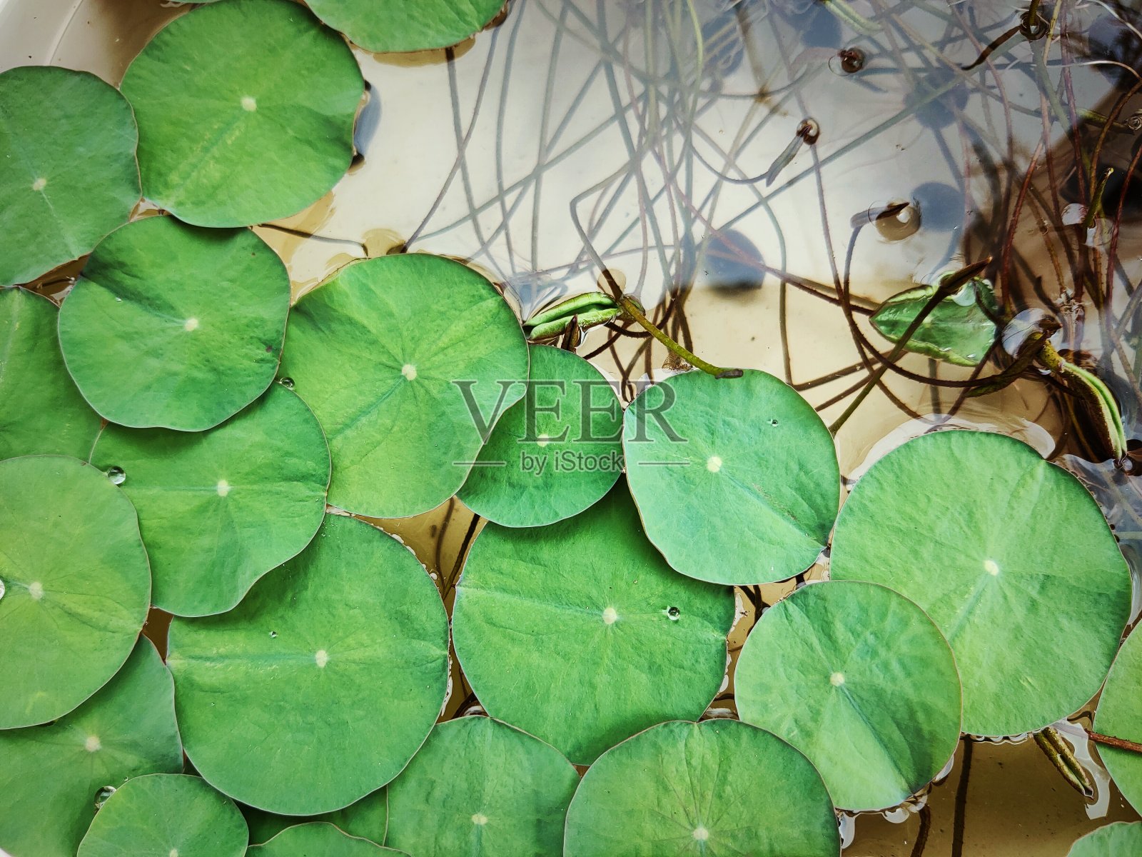 莲花的植物照片摄影图片