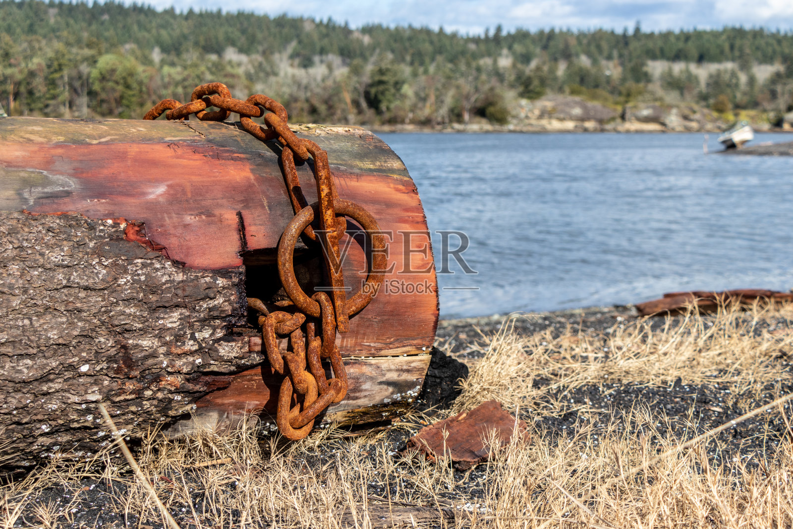 海滩原木上的生锈金属链照片摄影图片