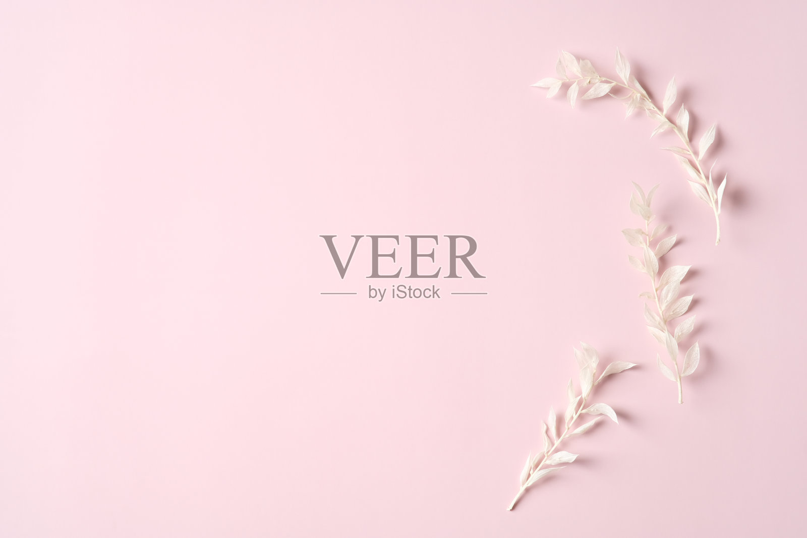 花平铺组成。粉红色背景上的白色花瓣。顶部视图与复制空间。最小的风格。照片摄影图片