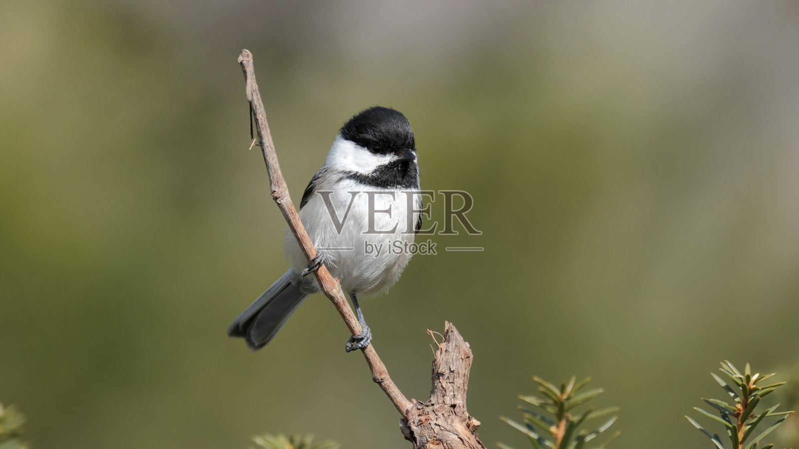山雀照片摄影图片