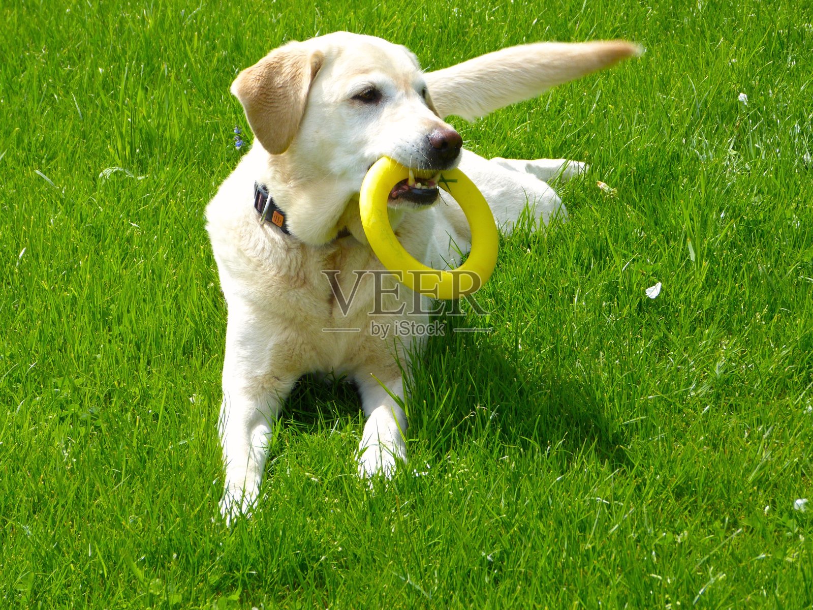 狗很有趣照片摄影图片