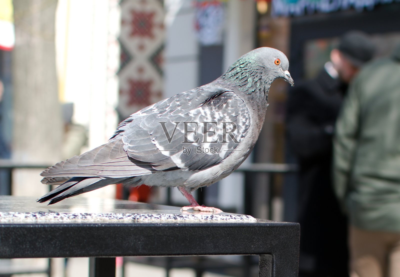 灰鸽子站在咖啡桌上照片摄影图片
