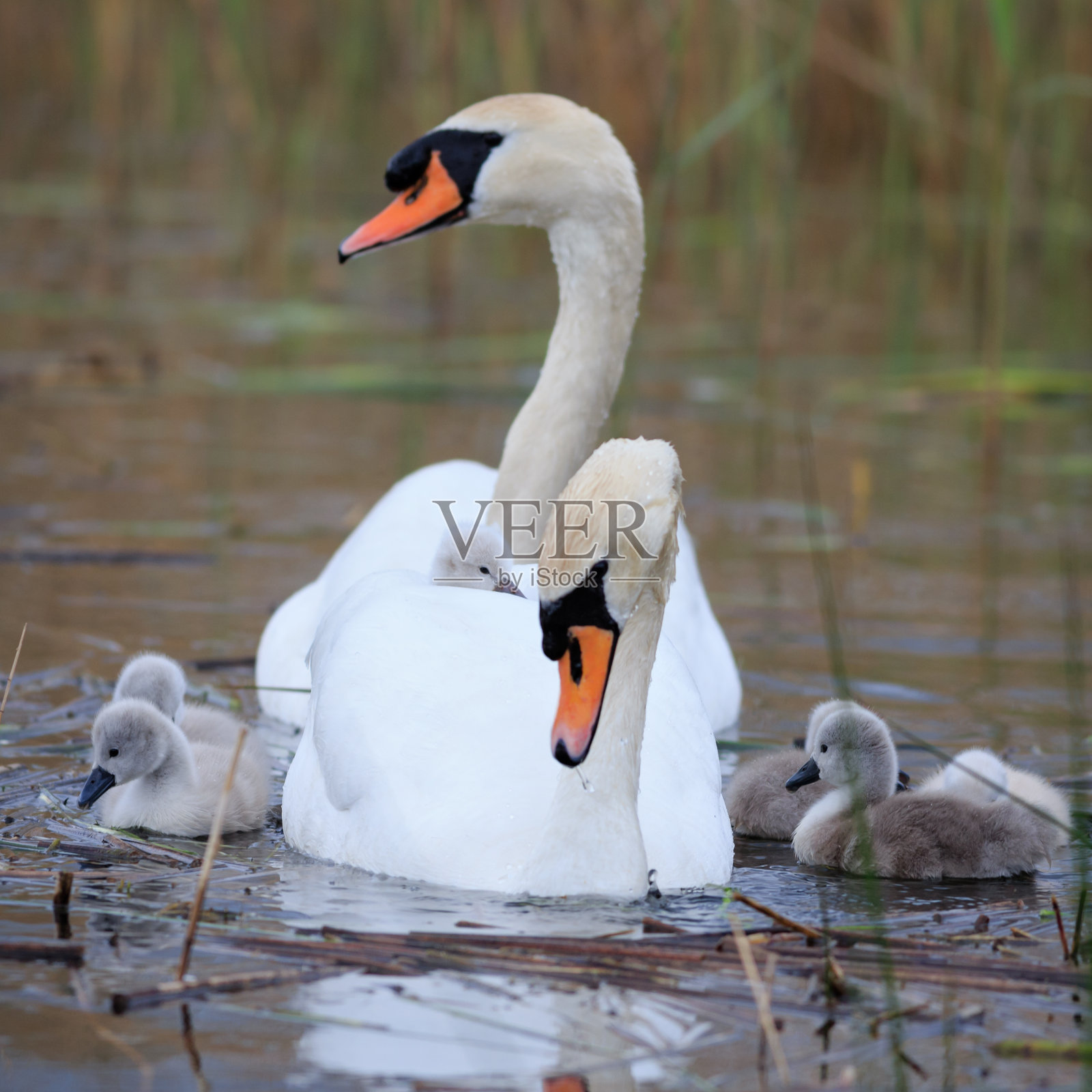 天鹅一家在池塘里游泳的特写照片摄影图片