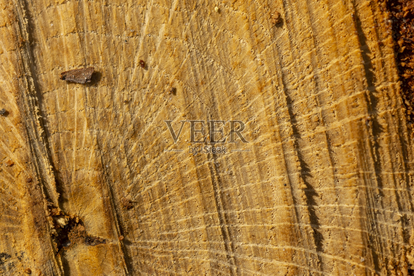 年轻的松树树桩具辐射状的谷粒和很少的年轮照片摄影图片