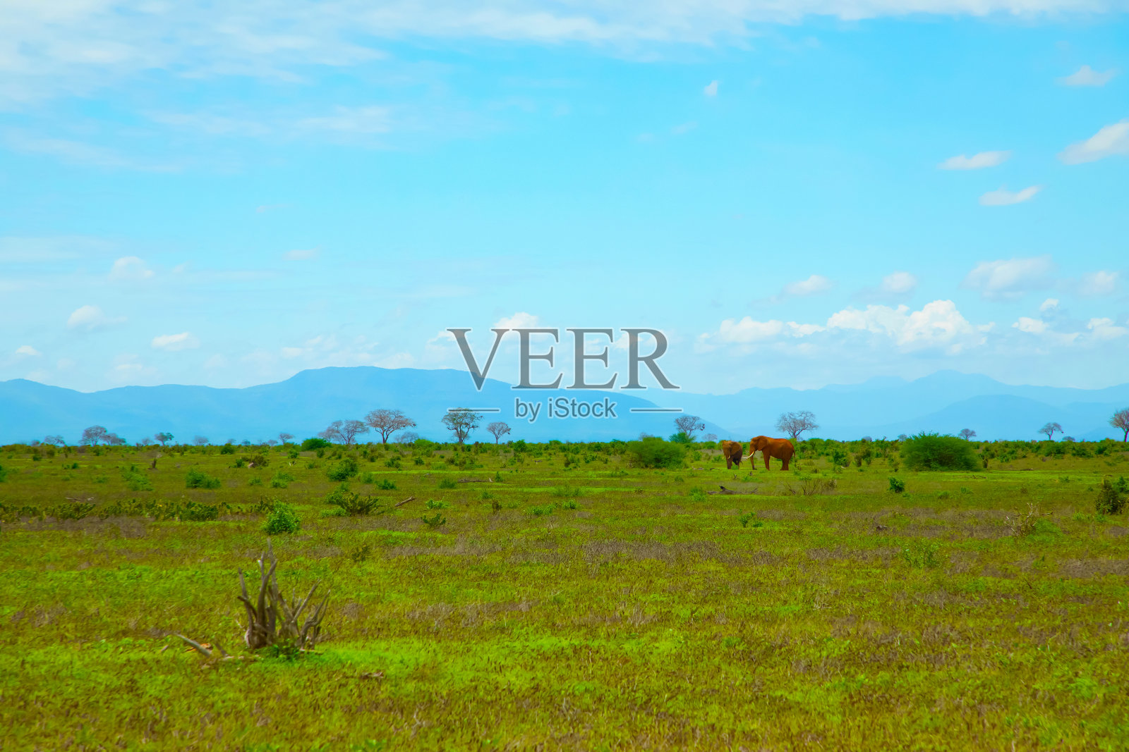 美丽的草原景色，红色粘土路，非洲风景和动物在肯尼亚照片摄影图片