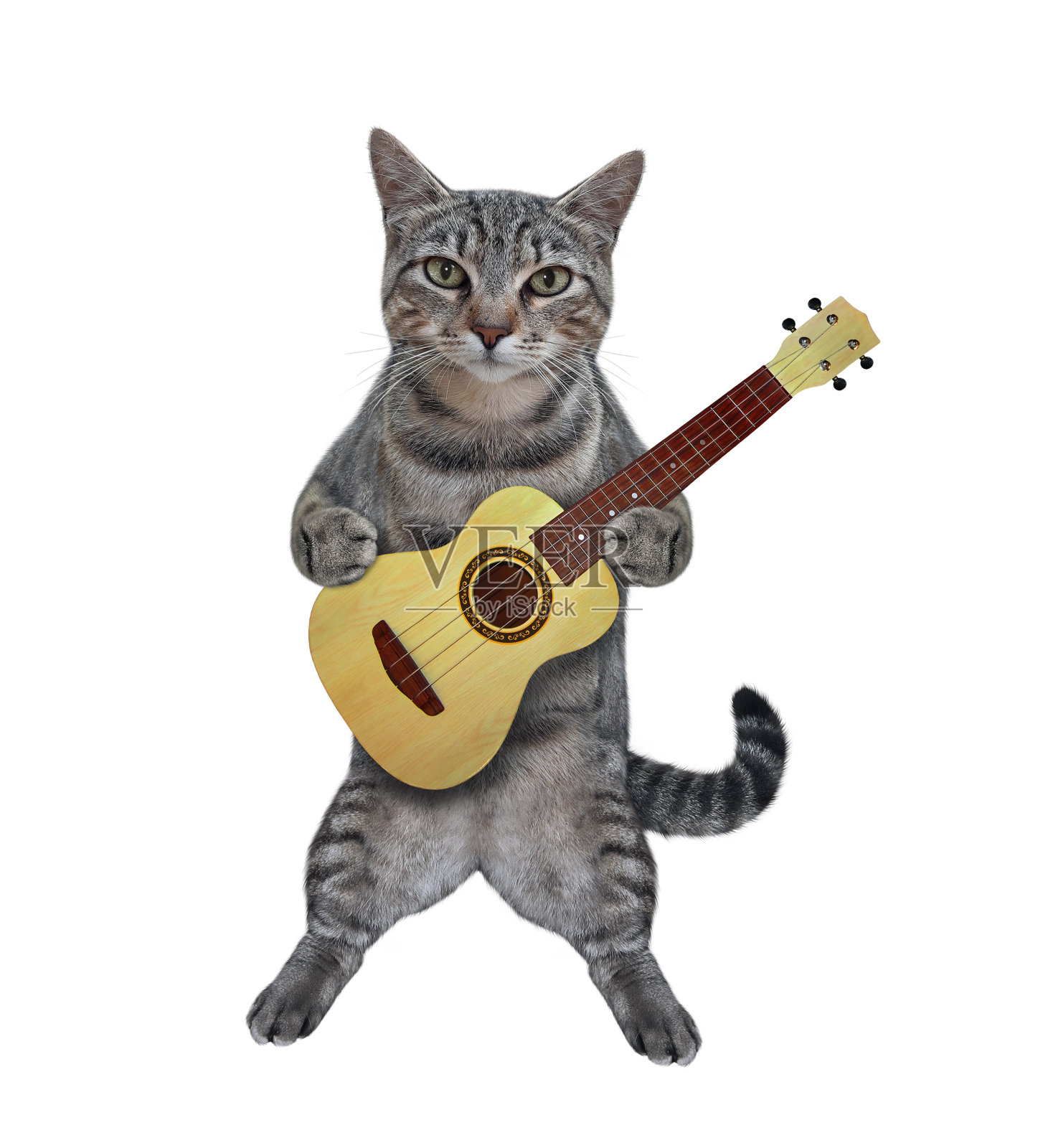 猫灰站着，拿着原声吉他照片摄影图片