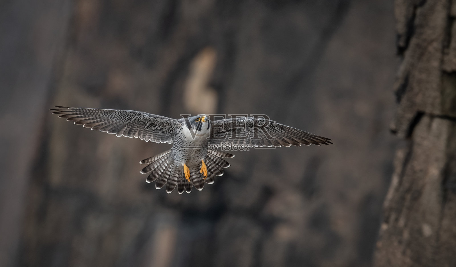 游隼照片摄影图片
