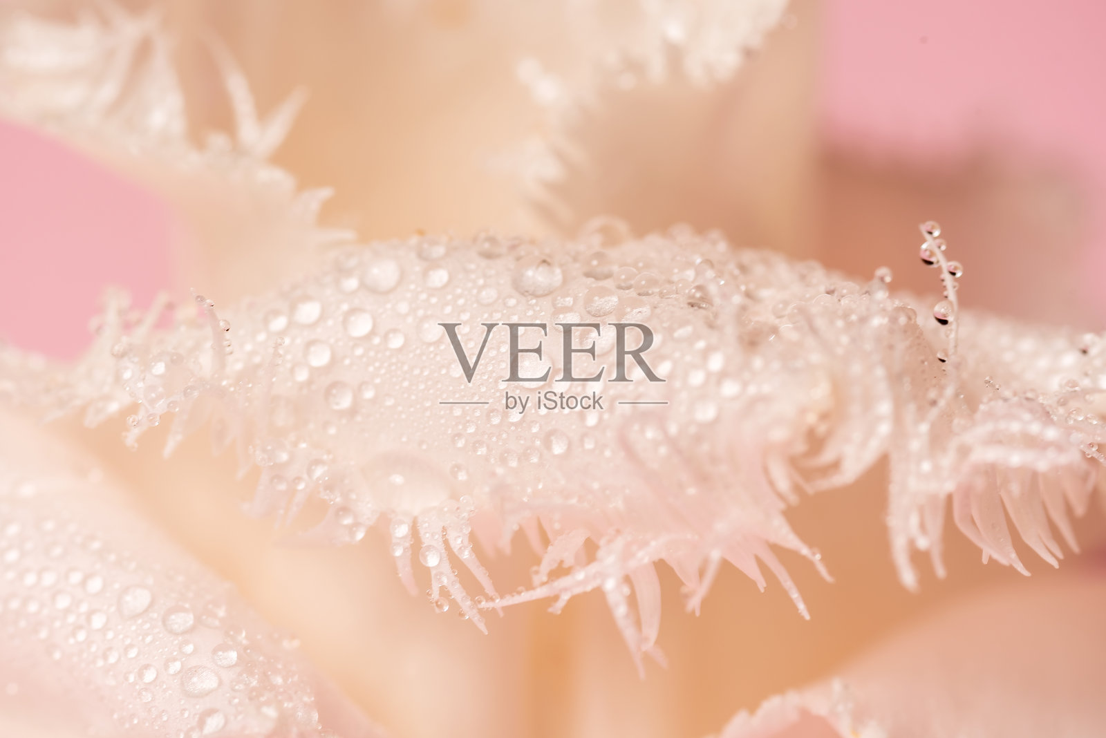 白色郁金香叶子上的露珠。宏观的水。照片摄影图片