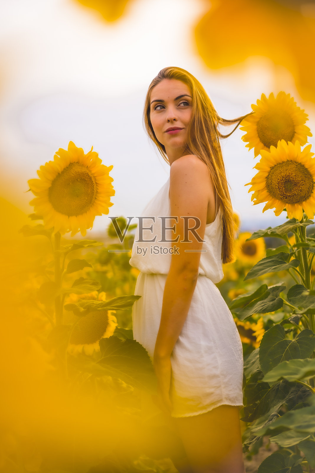 在美丽的向日葵丛中，她穿着白色的裙子照片摄影图片