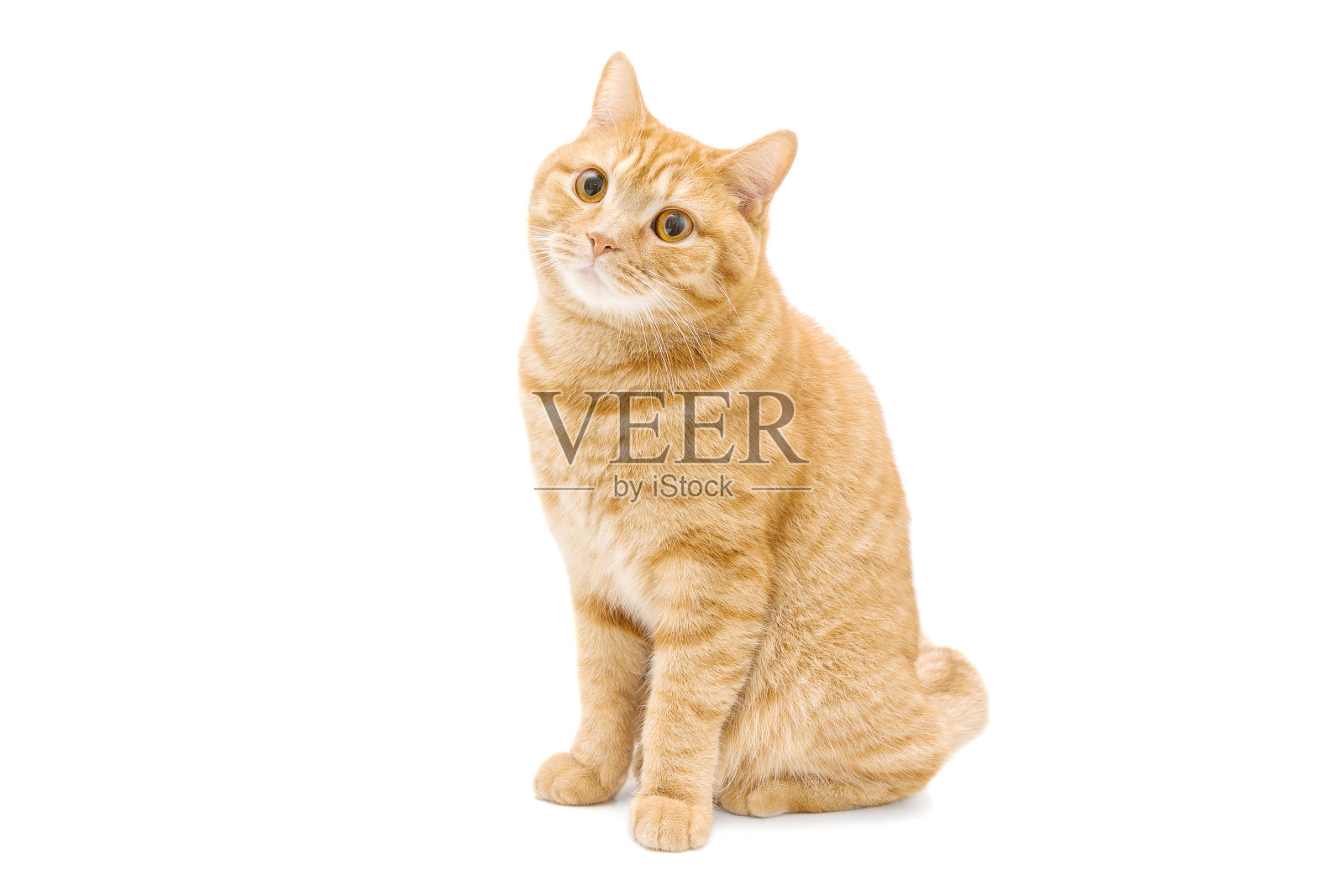 生姜红色英国雄性短毛猫孤立在白色上照片摄影图片