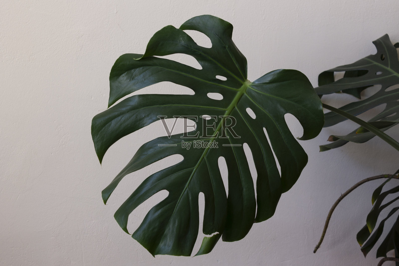 白色石膏上的植物怪兽碎片。照片摄影图片