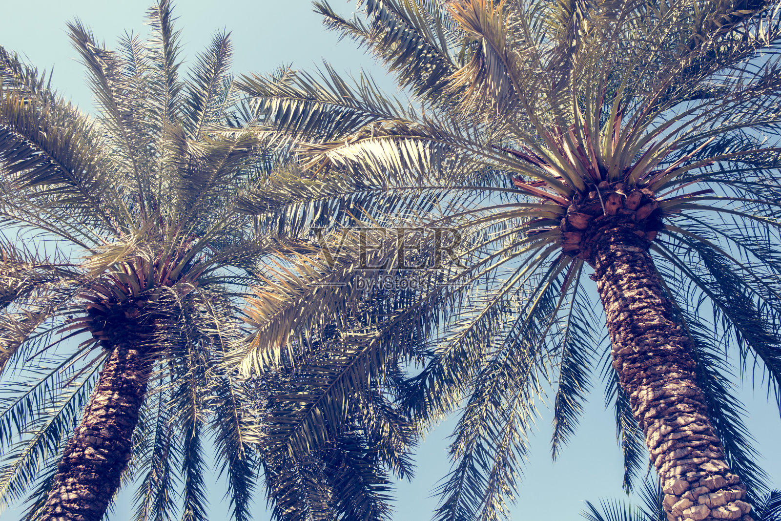 阳光下的棕榈树枝绿叶，度假概念照片摄影图片