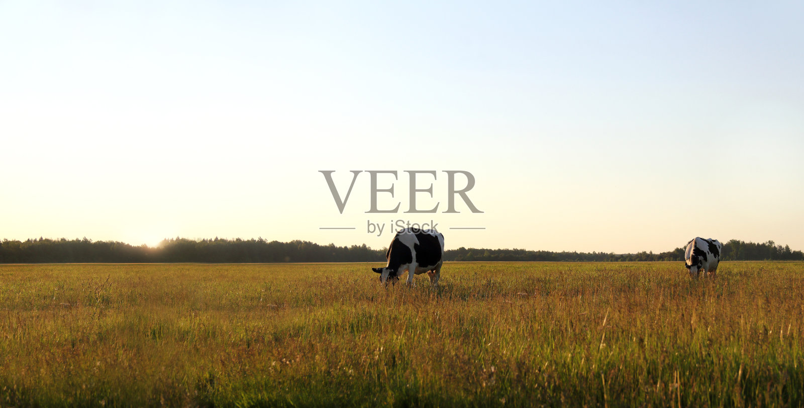 生态清洁的牧场照片摄影图片