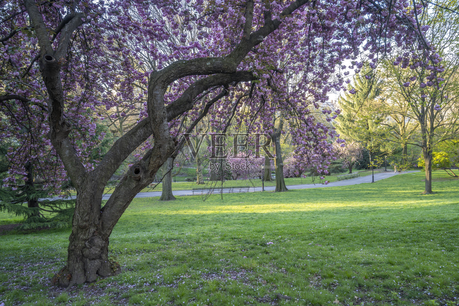 春天的中央公园照片摄影图片