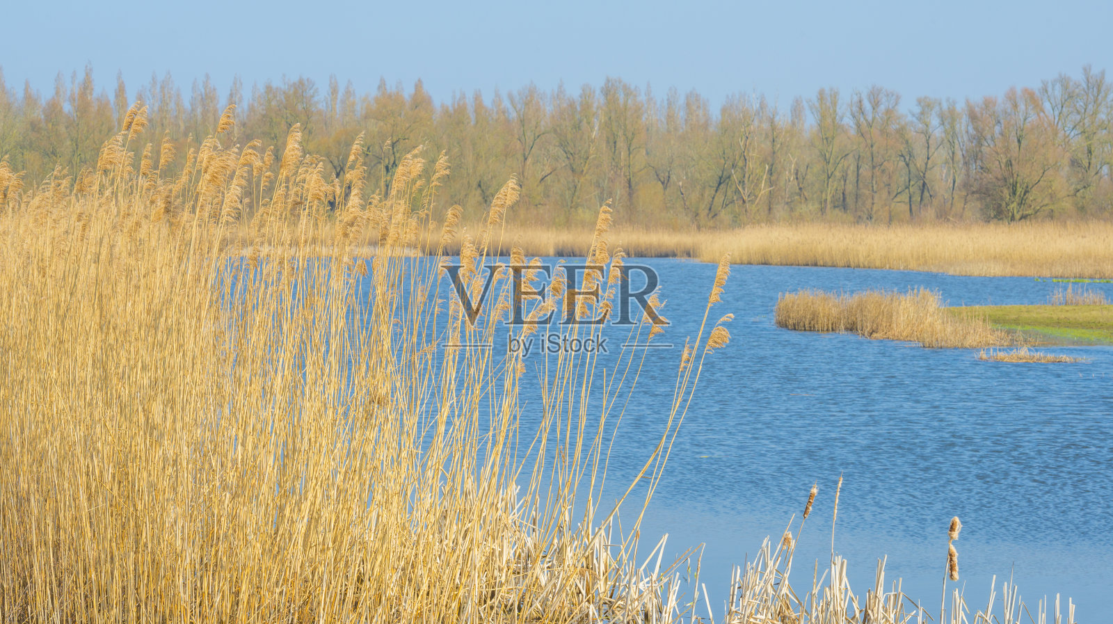 在春天明亮的蓝色阳光下，芦苇沿着湿地的边缘照片摄影图片