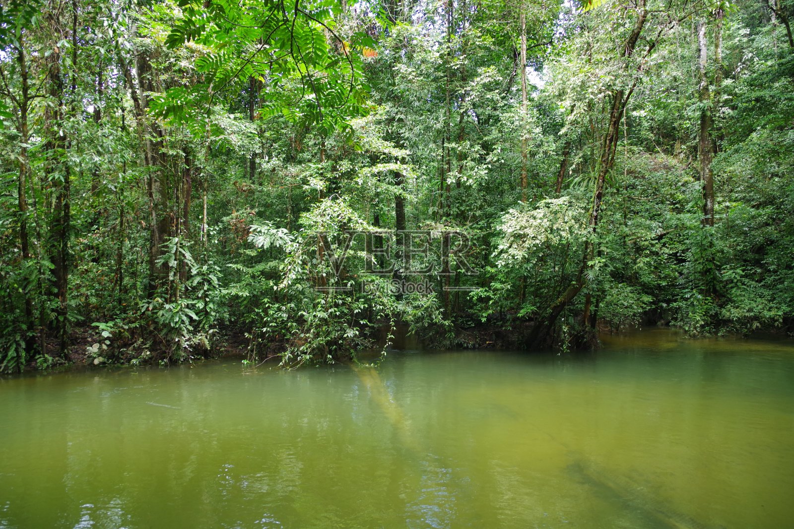 婆罗洲岛的木鲁国家公园照片摄影图片
