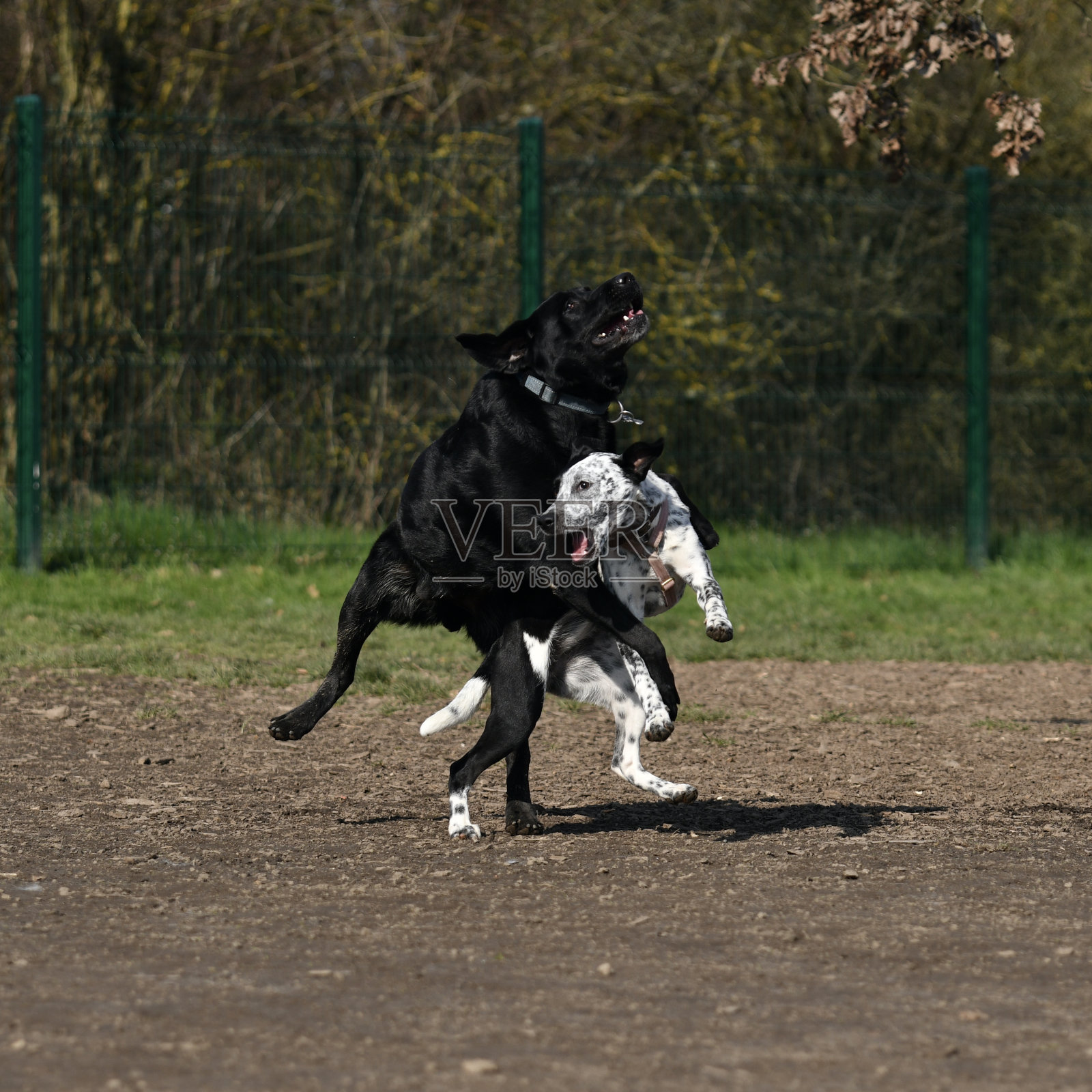 两只狗在公园里玩照片摄影图片