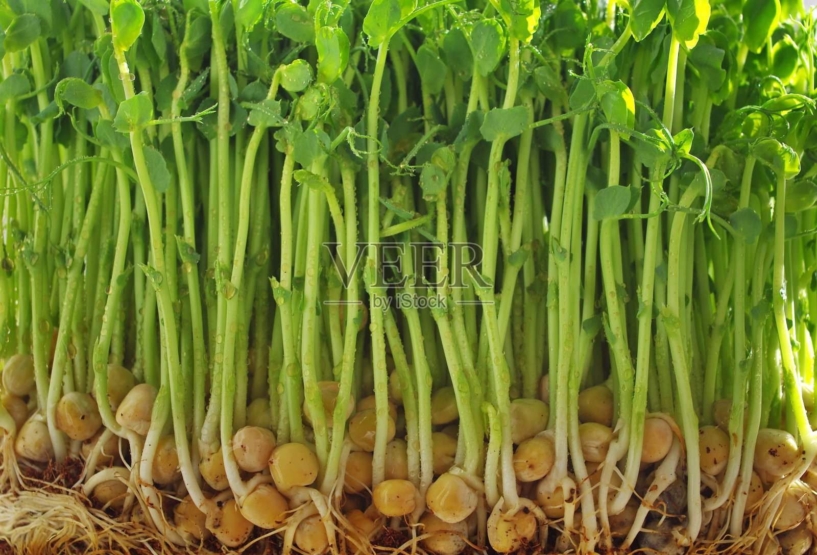 发芽豌豆。发芽的微型绿色豌豆照片摄影图片