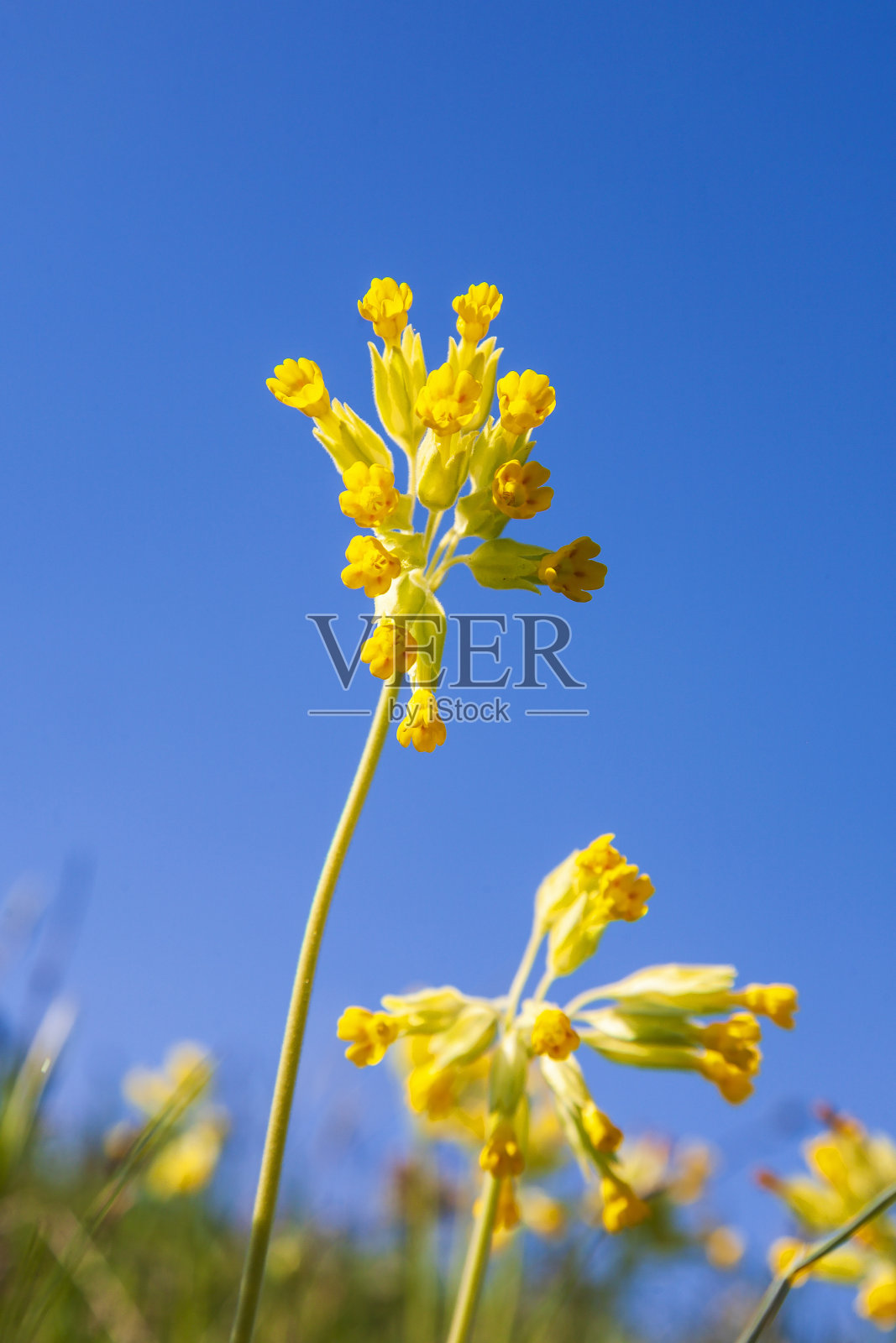 蓝天下盛开的九轮草花照片摄影图片