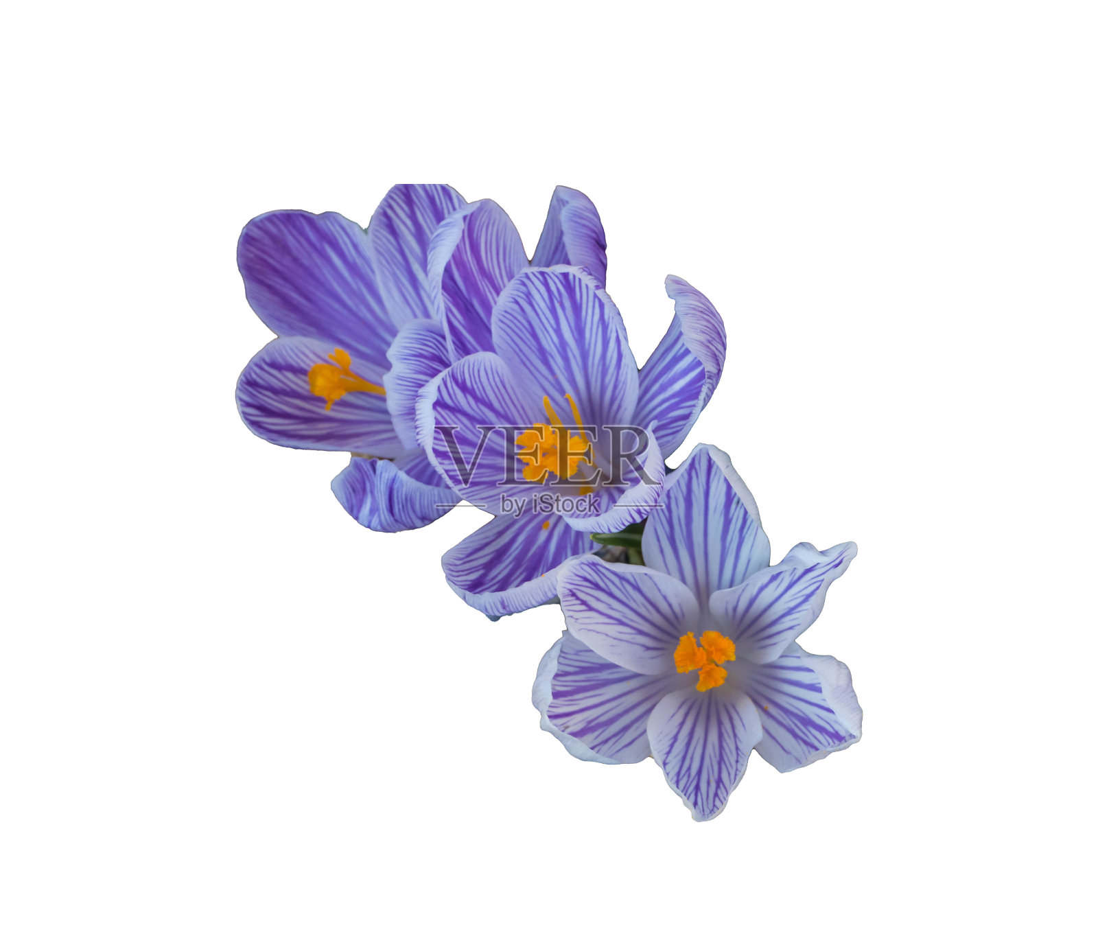 藏红花在工作室孤立照片摄影图片