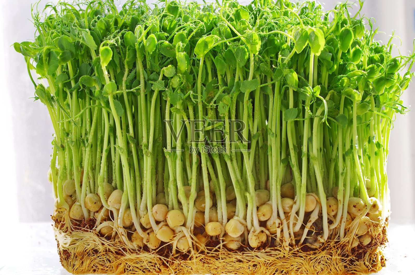 发芽豌豆。发芽的微型绿色豌豆照片摄影图片