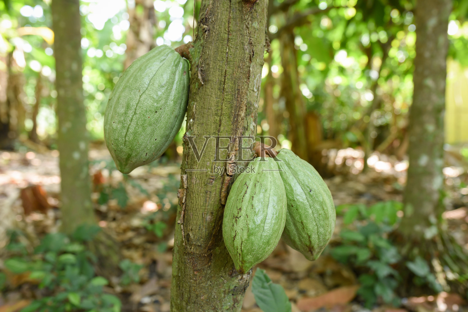 从花园里的树上摘下的可可豆照片摄影图片