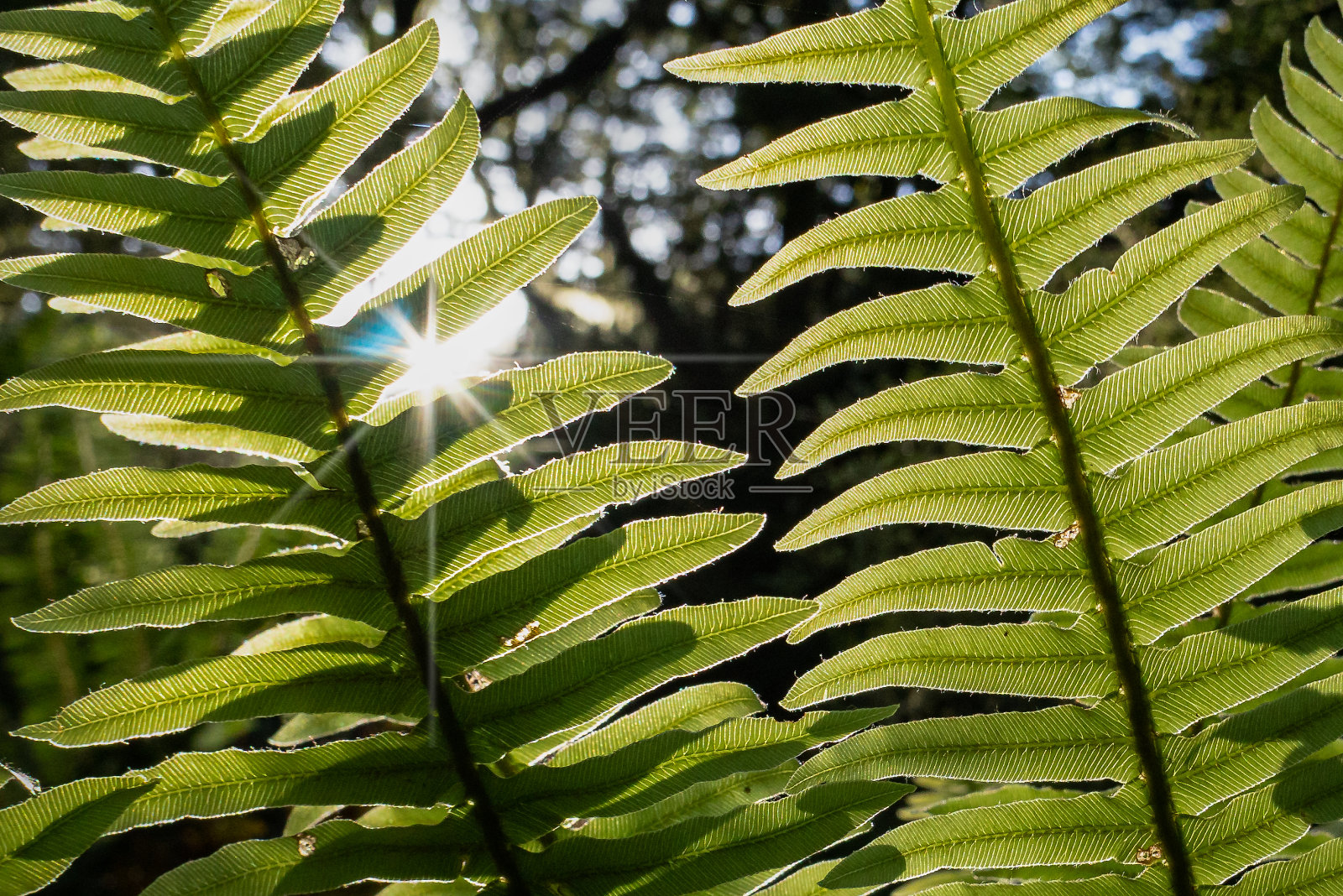 半透明的蕨叶背光与太阳星光照耀透过照片摄影图片