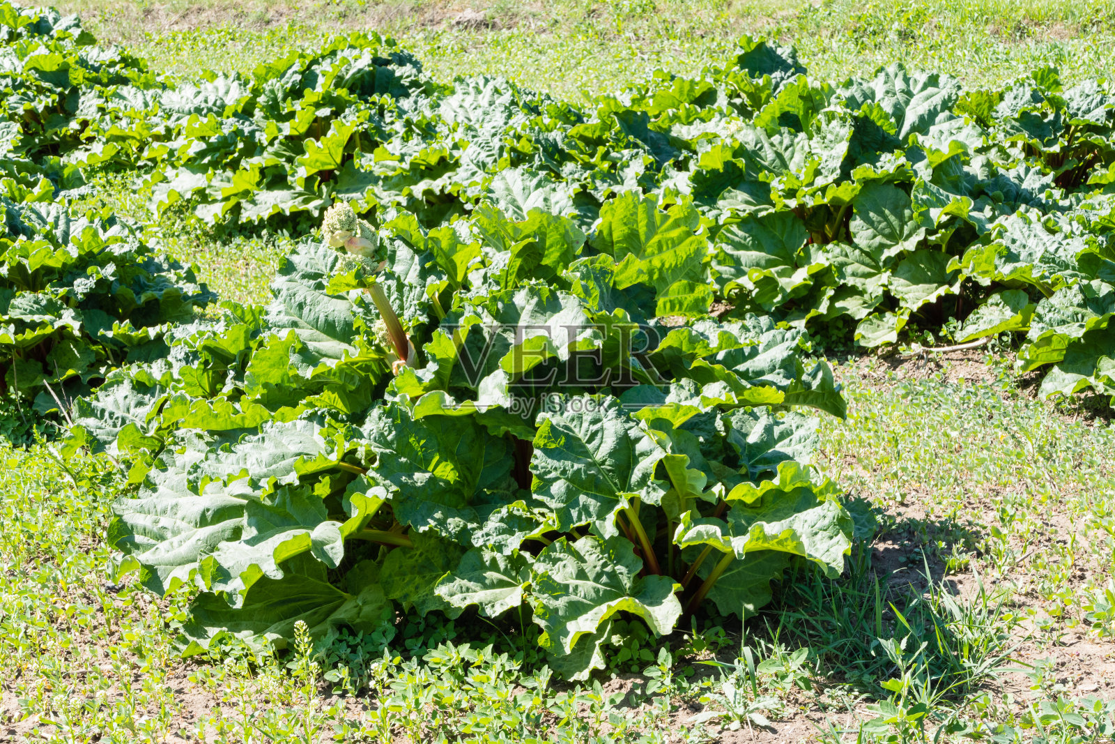 田间鲜大黄植物照片摄影图片