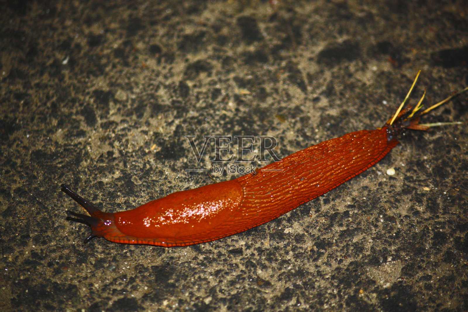 蜗牛在地板上爬行照片摄影图片