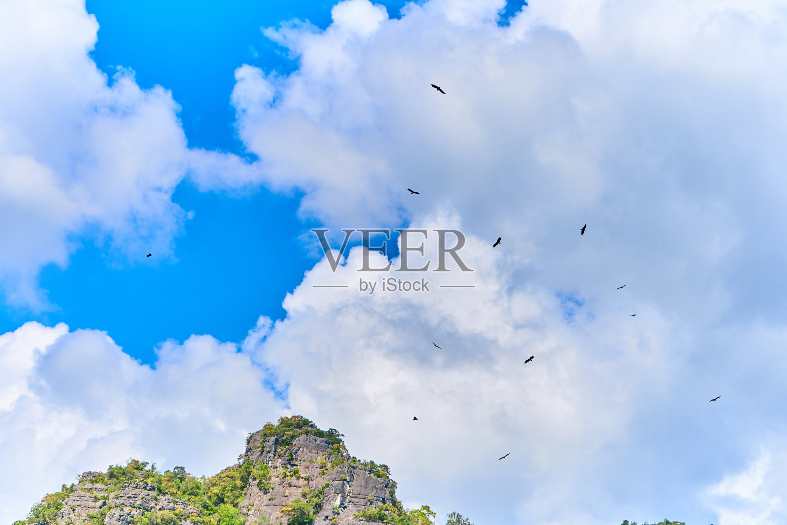 喂鹰。一群鹰在空中盘旋等待食物。照片摄影图片