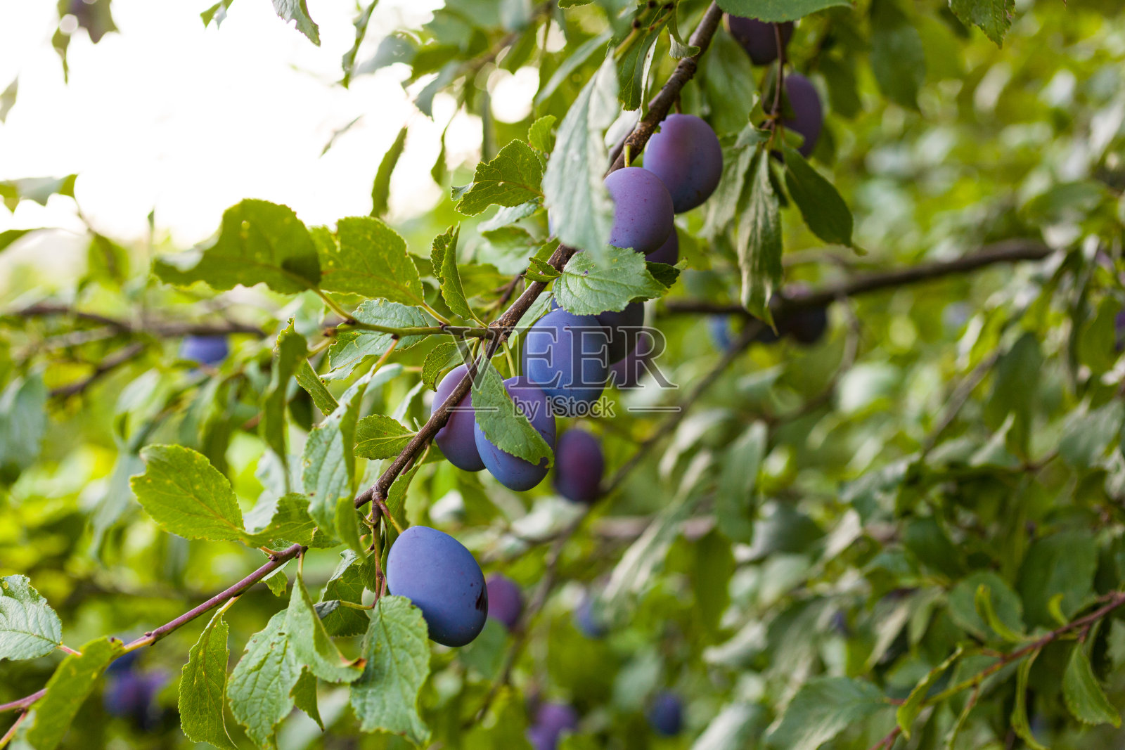 果园里树上的成熟李子照片摄影图片