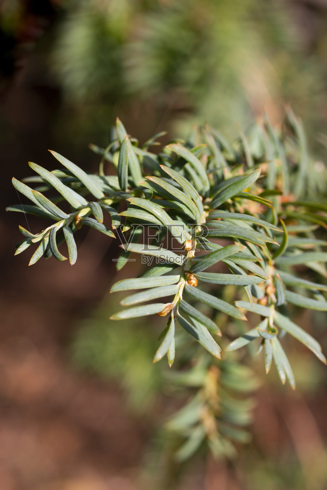 弗吉尼亚杜松或弗吉尼亚杜松或东部杜松的绿色枝照片摄影图片