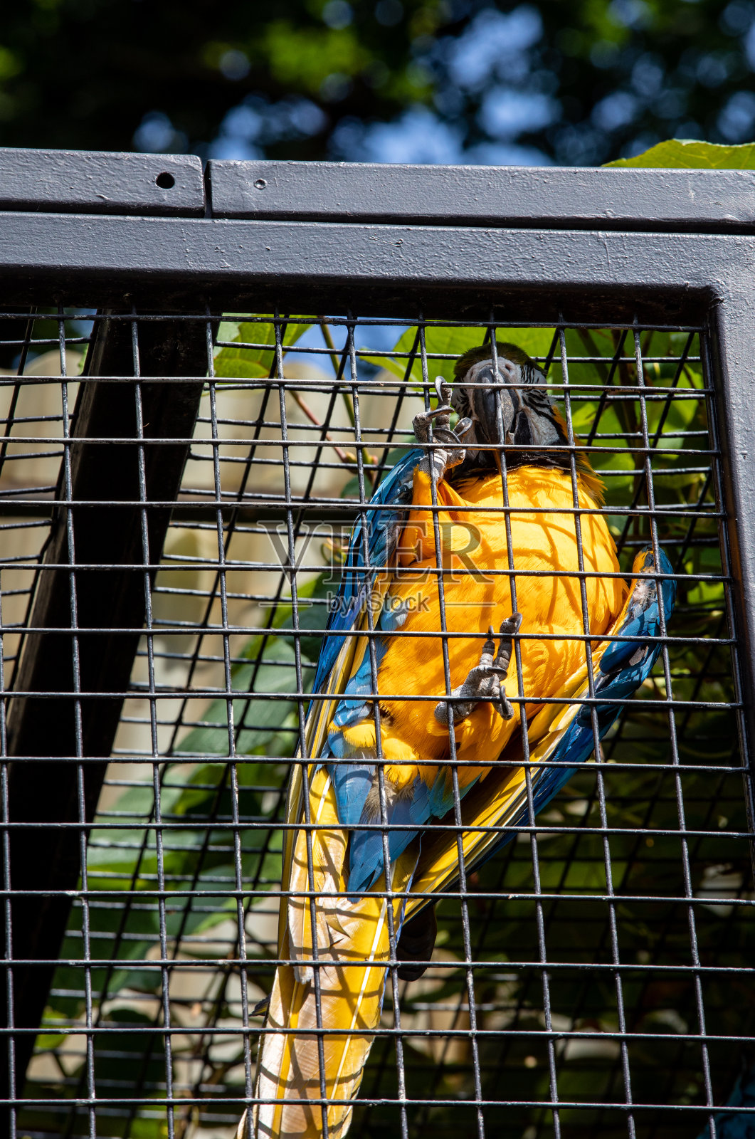 蓝色和黄色的普通阿拉若娜照片摄影图片