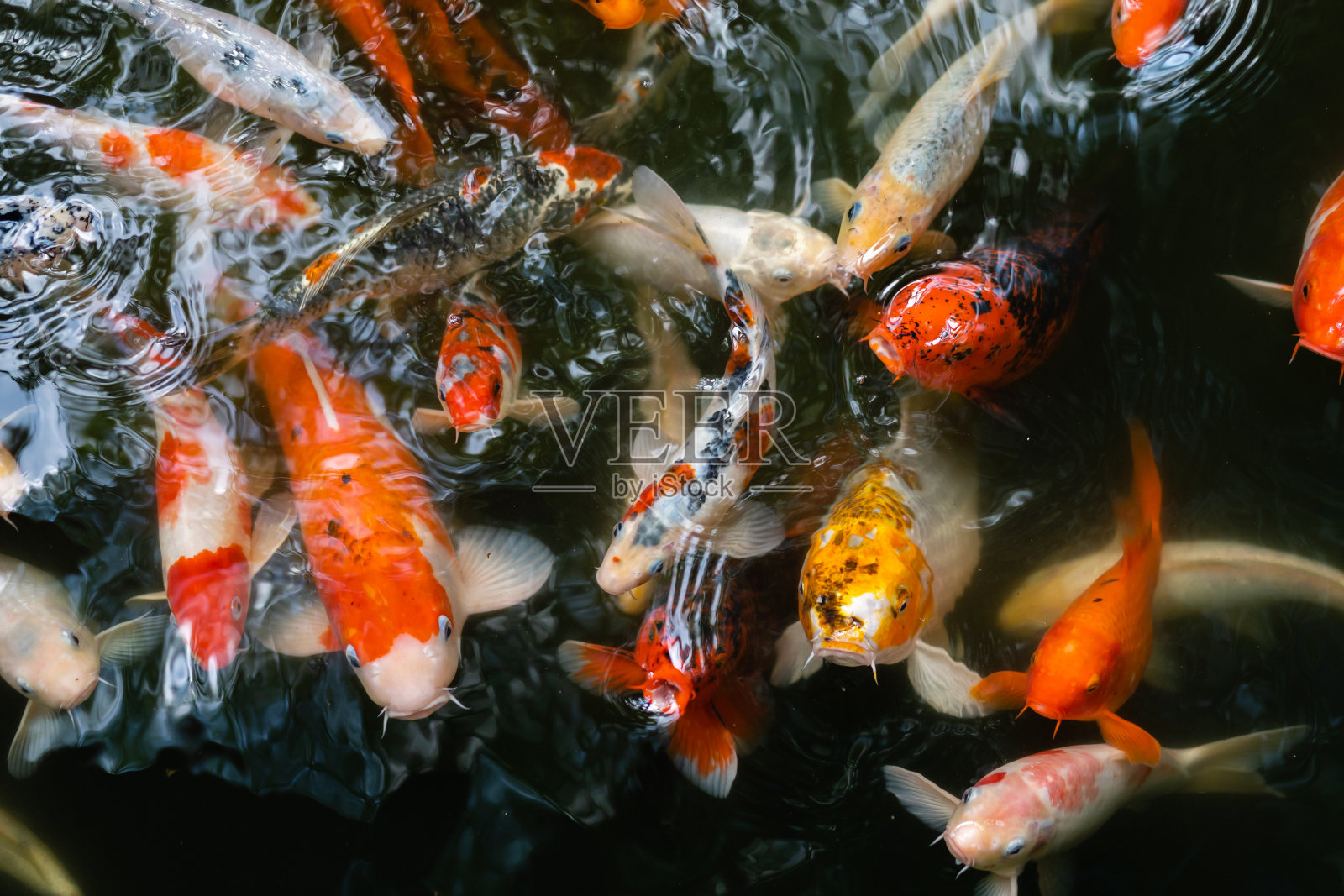 池塘里游着锦鲤或鲤鱼照片摄影图片