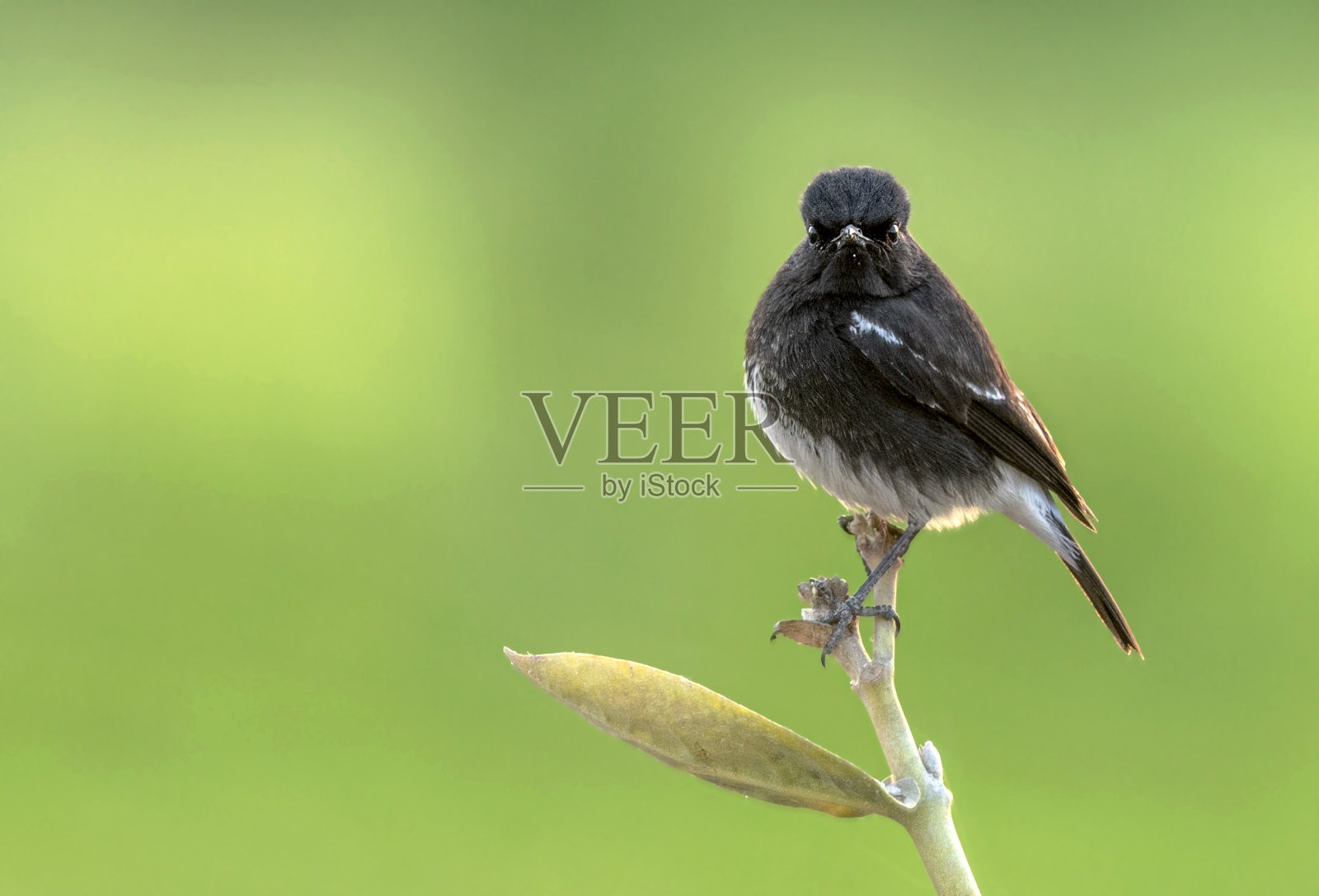 布什脚聊天照片摄影图片