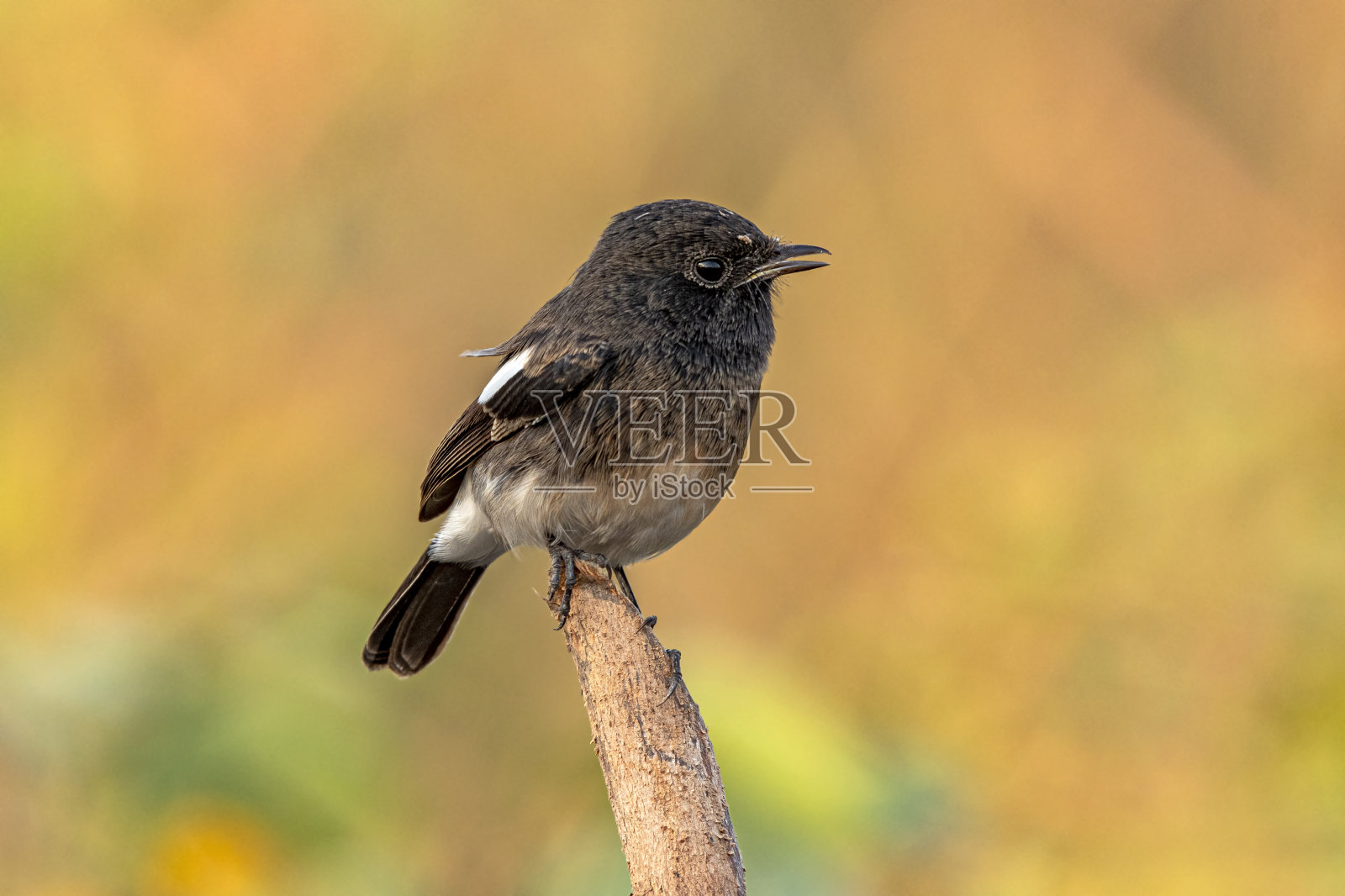 布什脚聊天照片摄影图片