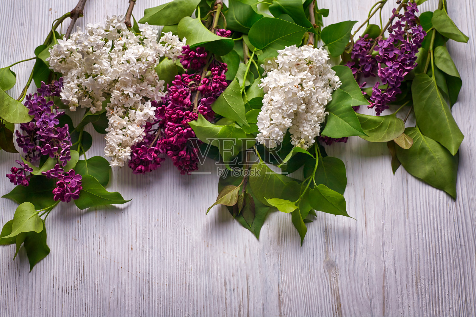 美丽的紫丁香在木制的白色背景上照片摄影图片