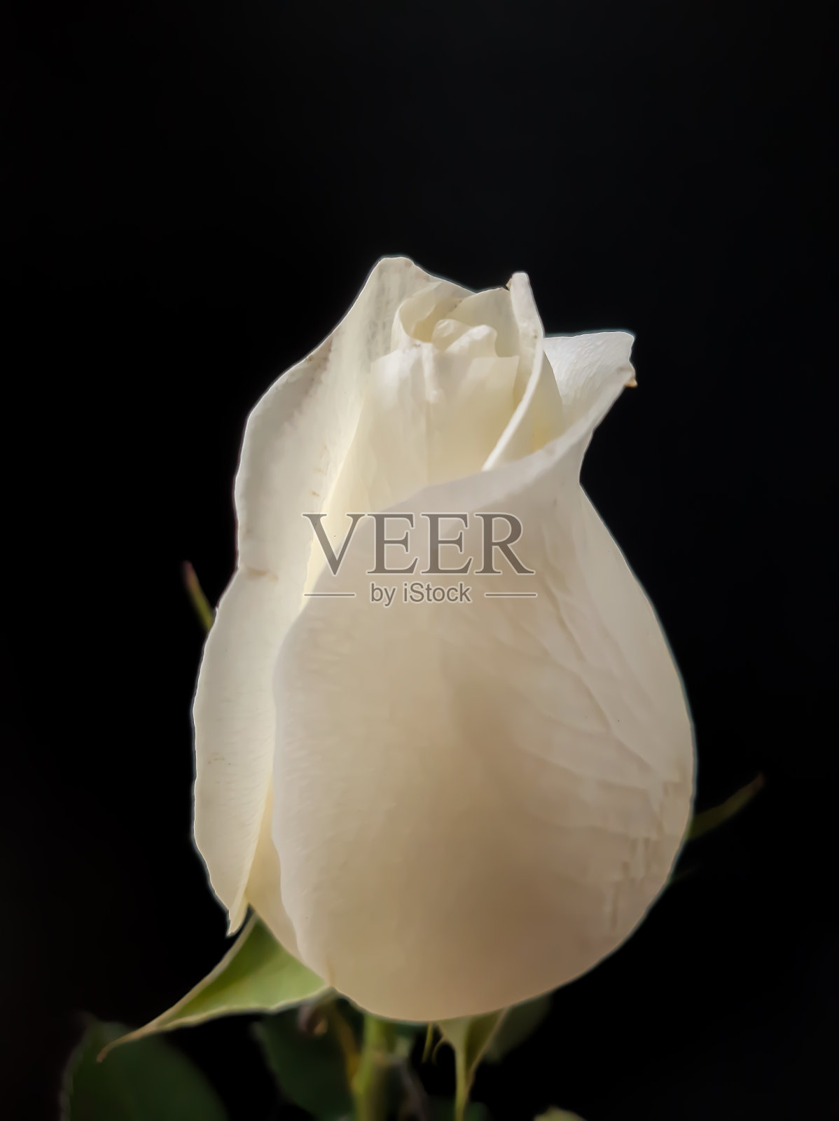 黑色背景上的白玫瑰照片摄影图片