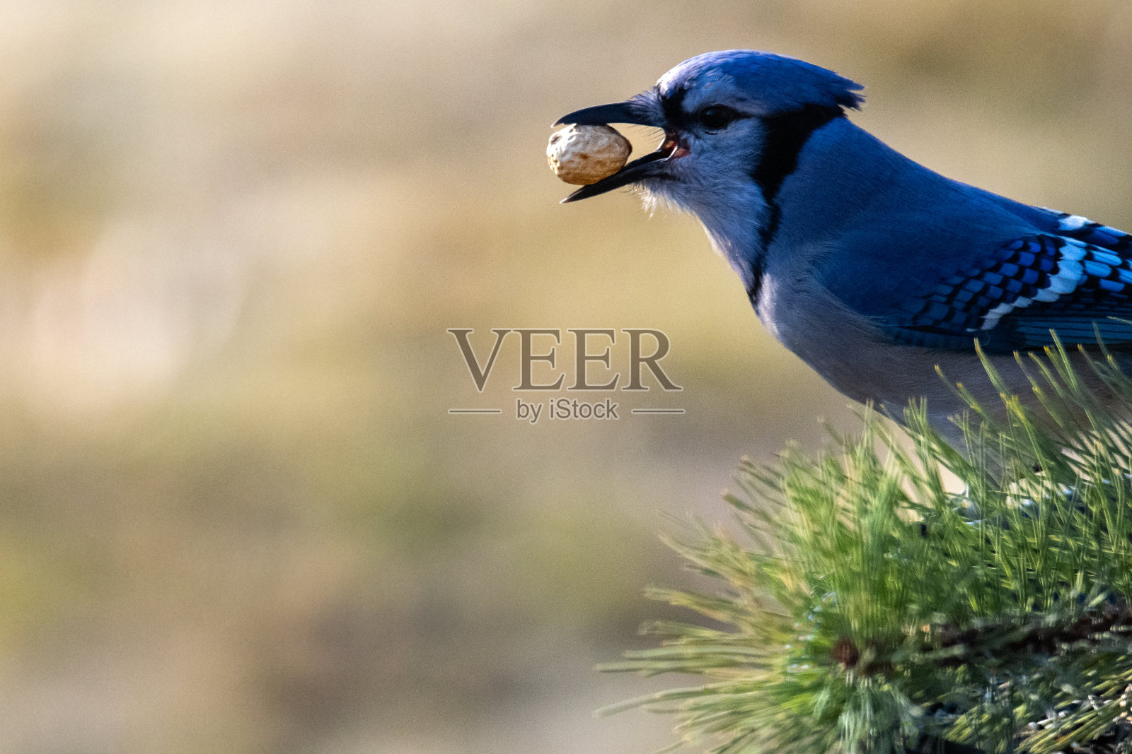 美丽的蓝松鸦喙上有花生照片摄影图片