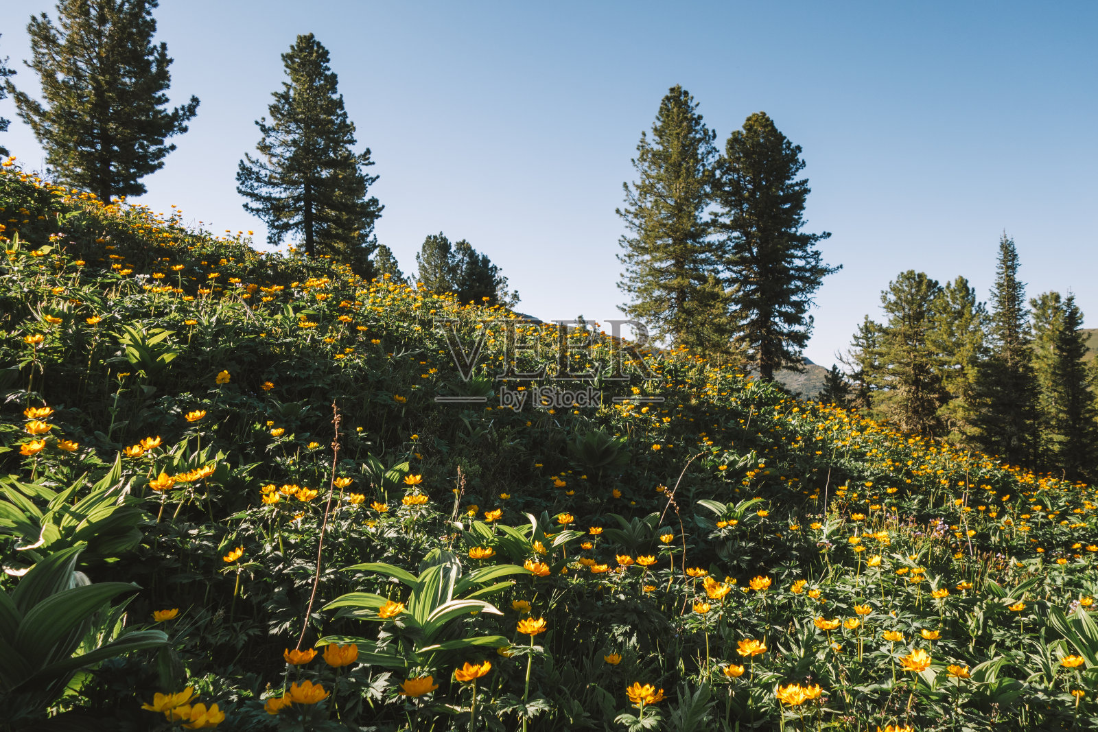 山上盛开着橙色花朵的山坡。阳光明媚的春天景观与亚洲特罗利乌斯花的田野。照片摄影图片