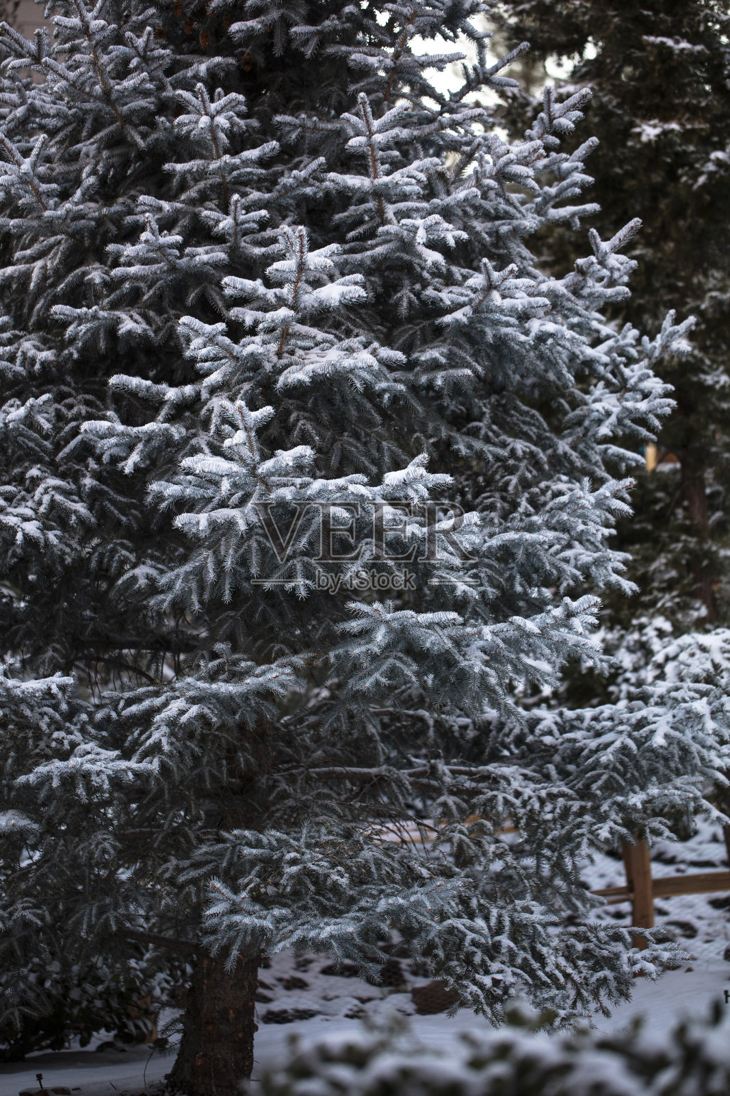 科罗拉多州蓝云杉与雪在普雷斯科特，亚利桑那州照片摄影图片