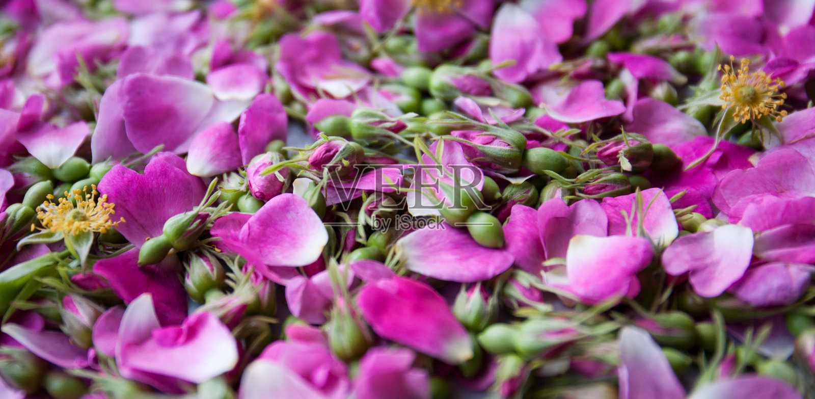药用玫瑰花蕾及花，原料采购。对健康有益的维生素植物。照片摄影图片