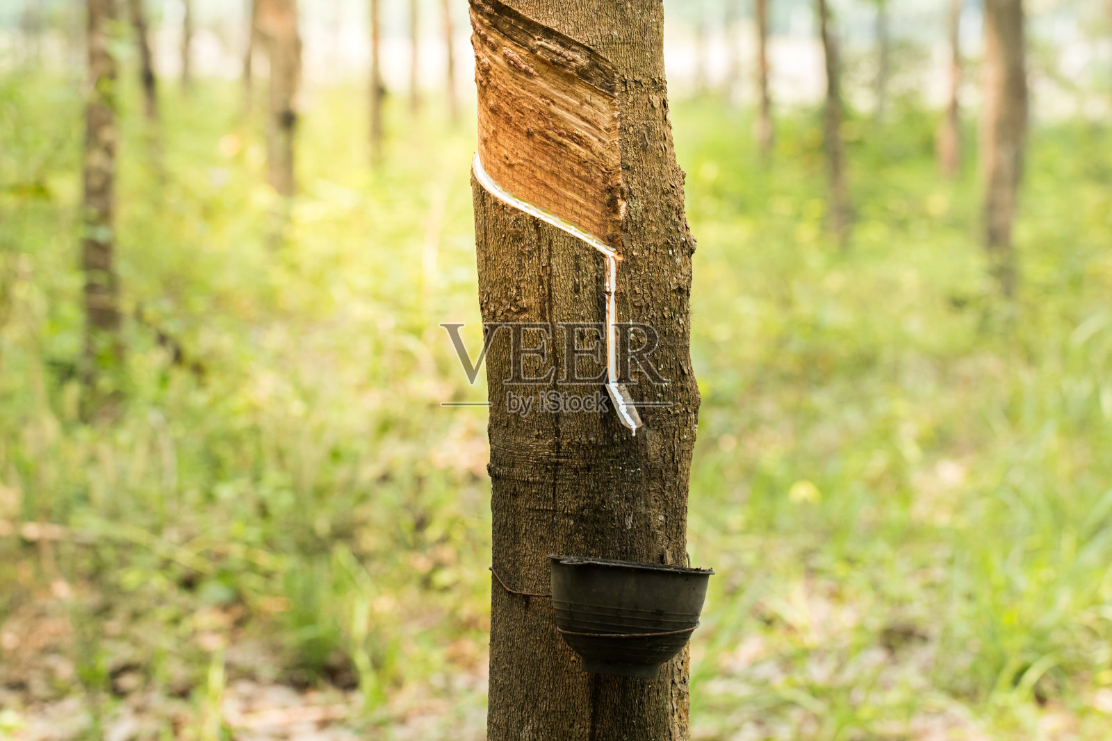 橡胶树被从乳胶中提取来生产橡胶。照片摄影图片